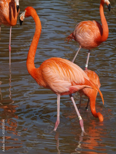 red flamingo in the evening light