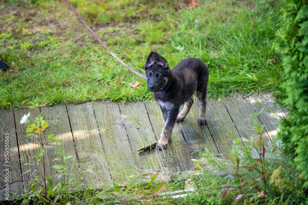 german shepherd puppy