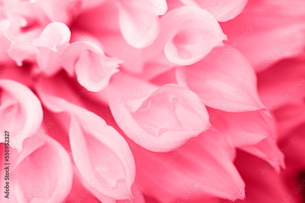 Pantone 2023. Viva magenta. Color of the year 2023. Background from white petals of a dahlia flower. Tenderness and purity Light and shadows of nature. Pantone 2023. Viva magenta. Color of the year 2023. Background from white petals of a dahlia flower. Tenderness and purity Light and shadows of nature.
