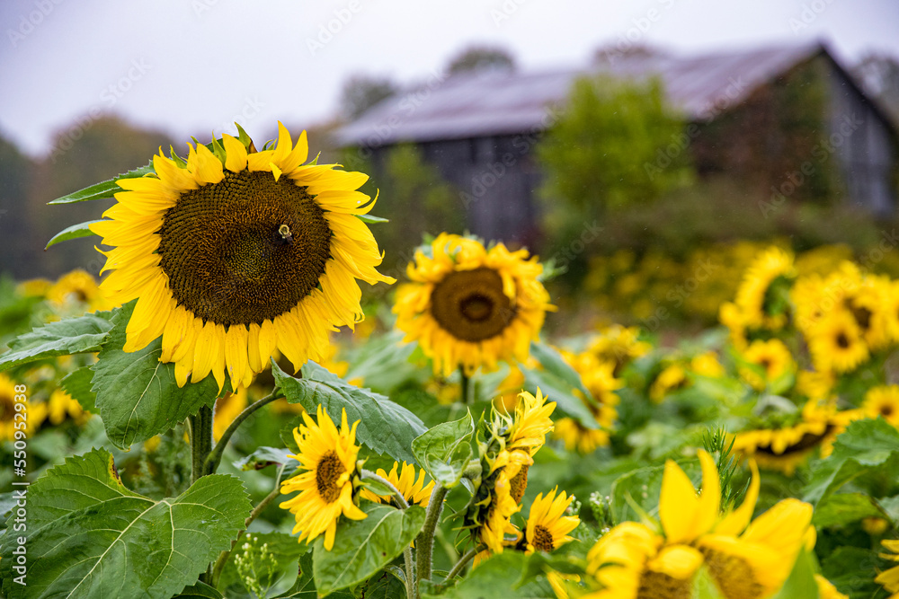 Fototapeta premium field of sunflowers