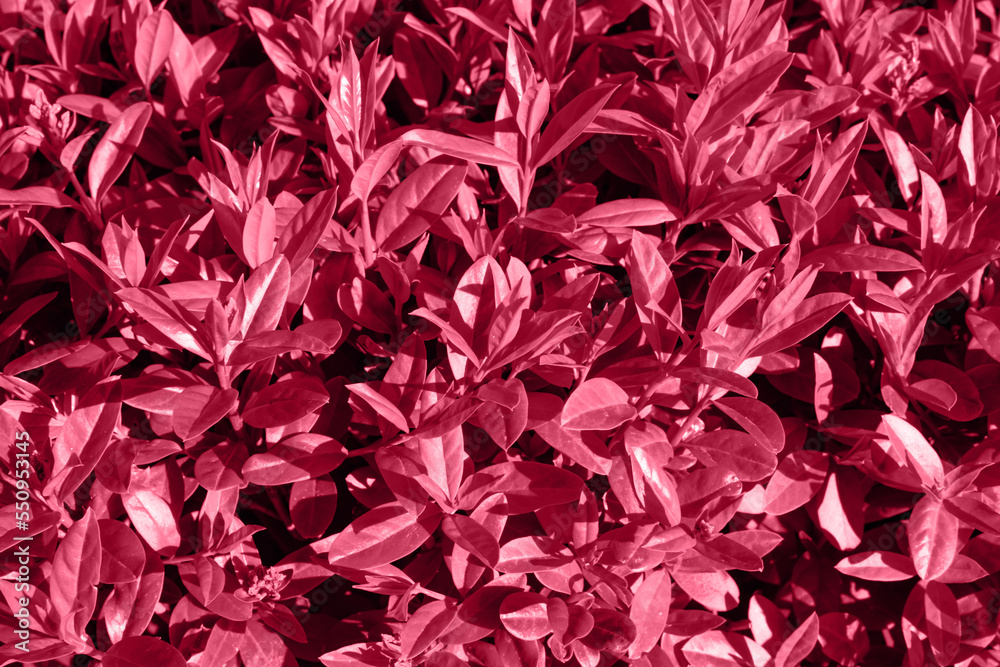 Trendy color 2023 viva magenta red toned plant leaves lush foliage natural background.