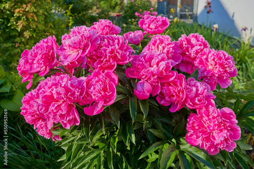 peonies in the garden,beautiful lush peony flowers bloom in the garden peonies in the garden,beautiful lush peony flowers bloom in the garden