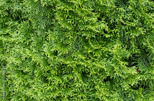 Bright green thuja tree foliage closeup, simple natural minimal background texture, backdrop, nobody, summer. Coniferous tree cupressaceae cypress family, evergreen trees growth concept, no people