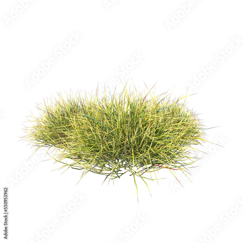 Front view of Plant (Grass Group 2) Tree png