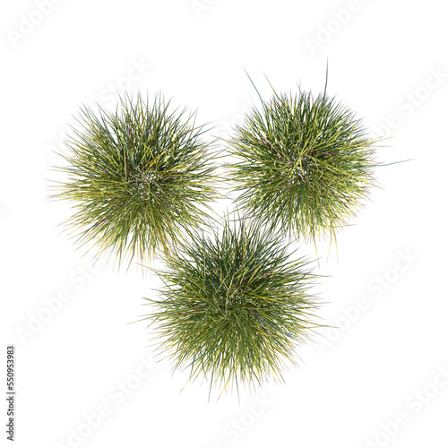 Top view of Plant (Grass Group 2) Tree png