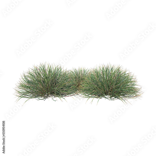 Front view of Plant (Grass Group 1) Tree png