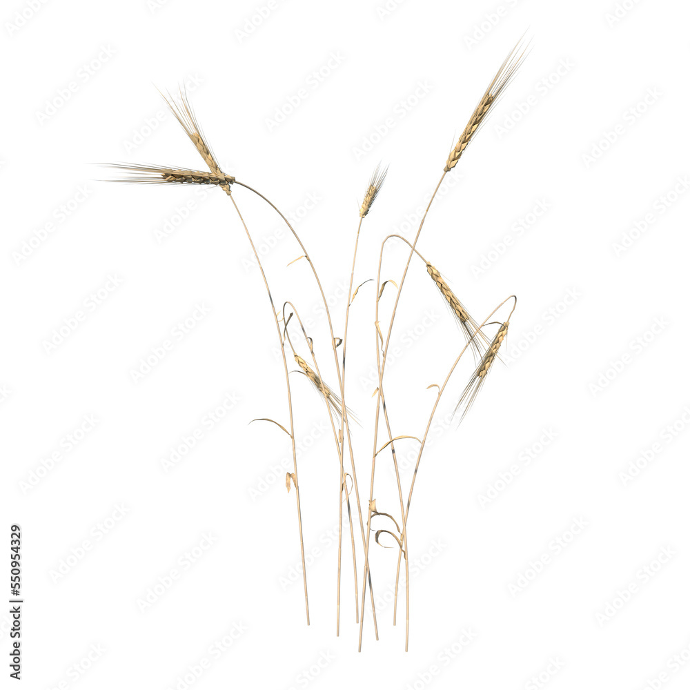 Front view of Plant (Wheat 2) Tree png Front view of Plant (Wheat 2) Tree png