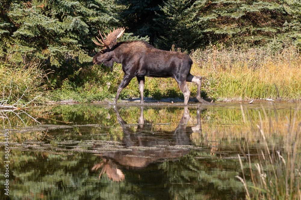 Fototapeta premium Bull Moose Reflected in a Pond in Wyoming in Autumn