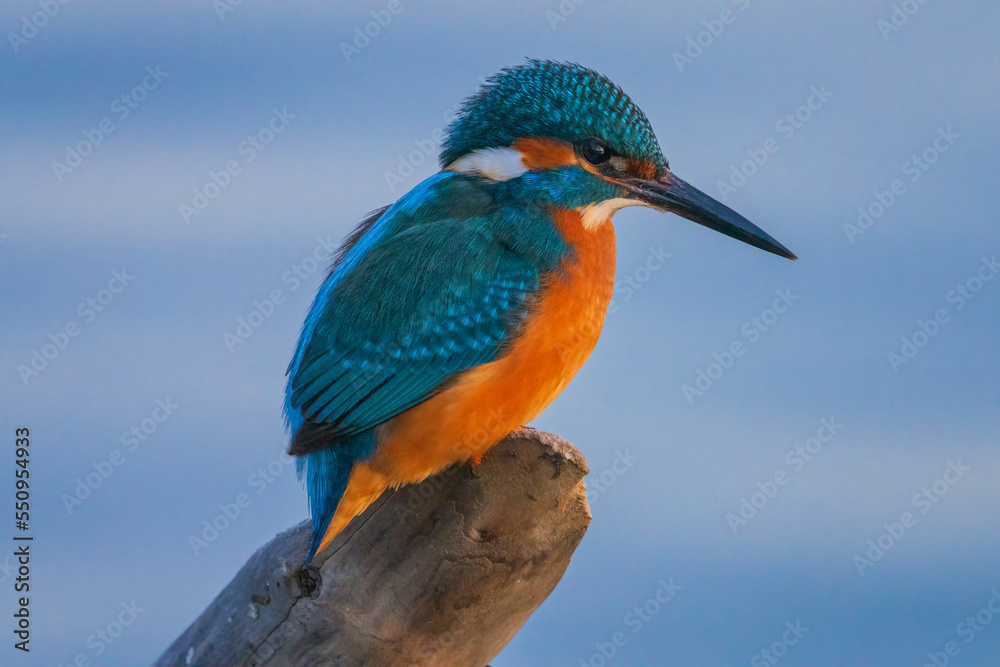The common kingfisher (Alcedo atthis), also known as the Eurasian kingfisher and river kingfisher, is a small kingfisher.