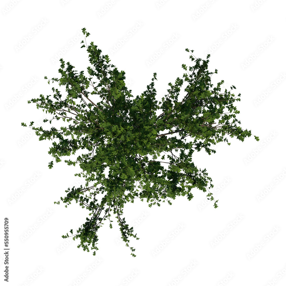Obraz premium Top view of Plant (Small Oak 1) Tree png 