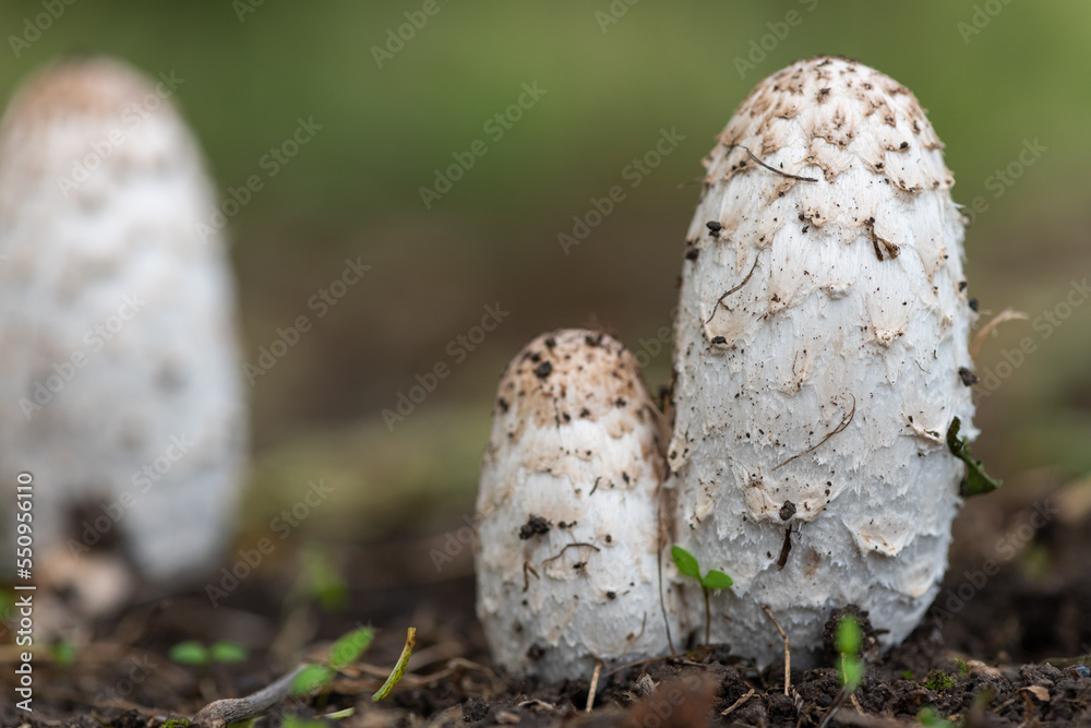 Shaggy ink cap (coprinus comatus) mushrooms Shaggy ink cap (coprinus comatus) mushrooms