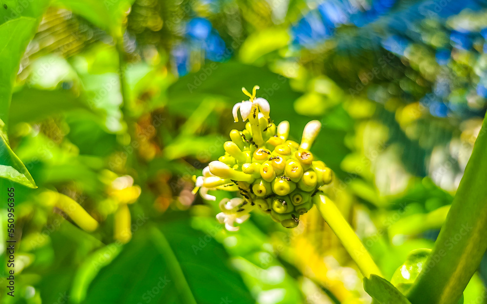 Noni fruit Morinda citrifolia with flowers popular with ants Mexico. Noni fruit Morinda citrifolia with flowers popular with ants Mexico.