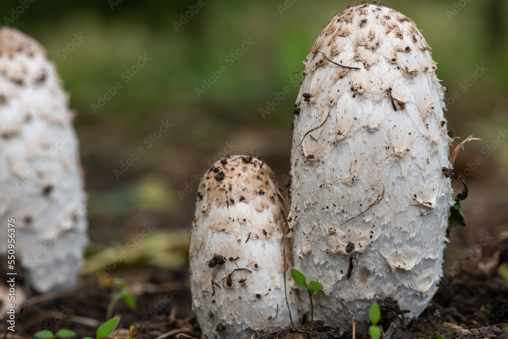 Shaggy ink cap (coprinus comatus) mushrooms Shaggy ink cap (coprinus comatus) mushrooms