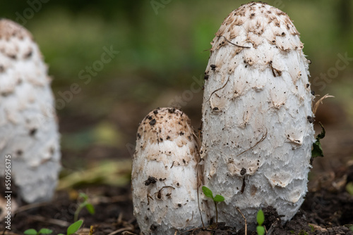 Shaggy ink cap (coprinus comatus) mushrooms