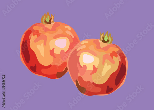pomegranate peruvian fruit vector illustration