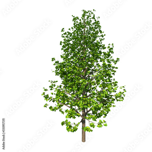 Front view of Tree   Ginko Biloba - 1   Plant png