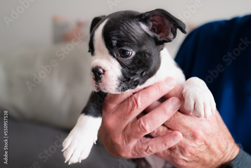 Fototapeta Naklejka Na Ścianę i Meble -  Boston Terrier puppy being held by a senior man.