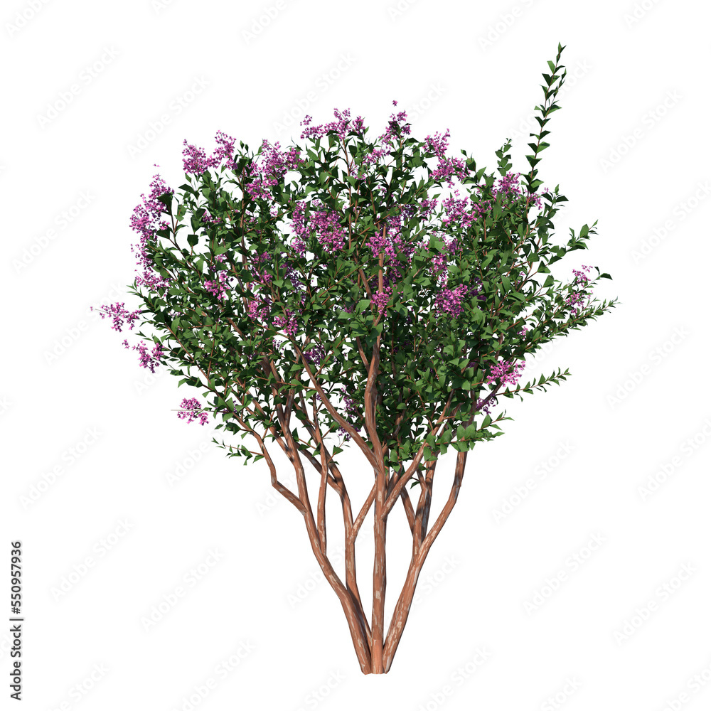 Front view of Plant ( Crape Myrtle - 1 ) Tree png