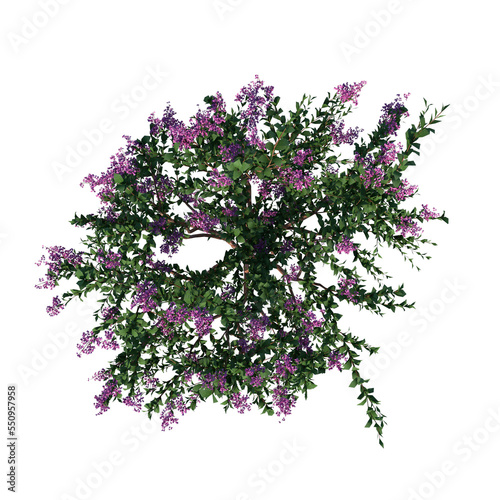 Top view of Plant ( Crape Myrtle - 1 ) Tree png
