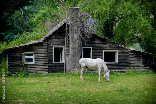 house in the woods