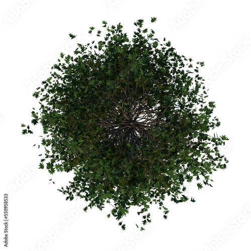 Top view of Plant (Pin Oak 1) Tree png