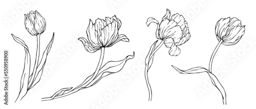 Set of linear sketches of spring tulip flowers and buds.Vector graphics.
