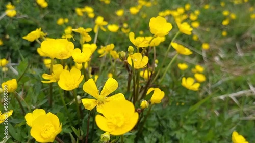 Patagonian yellow flowers in Southern Chili near the National Park Torres del Paine. High quality 4k footage photo