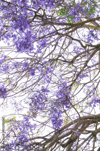 Jacaranda tree branches with large purple flowers photo