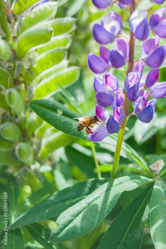 bee on a flower © Facundo