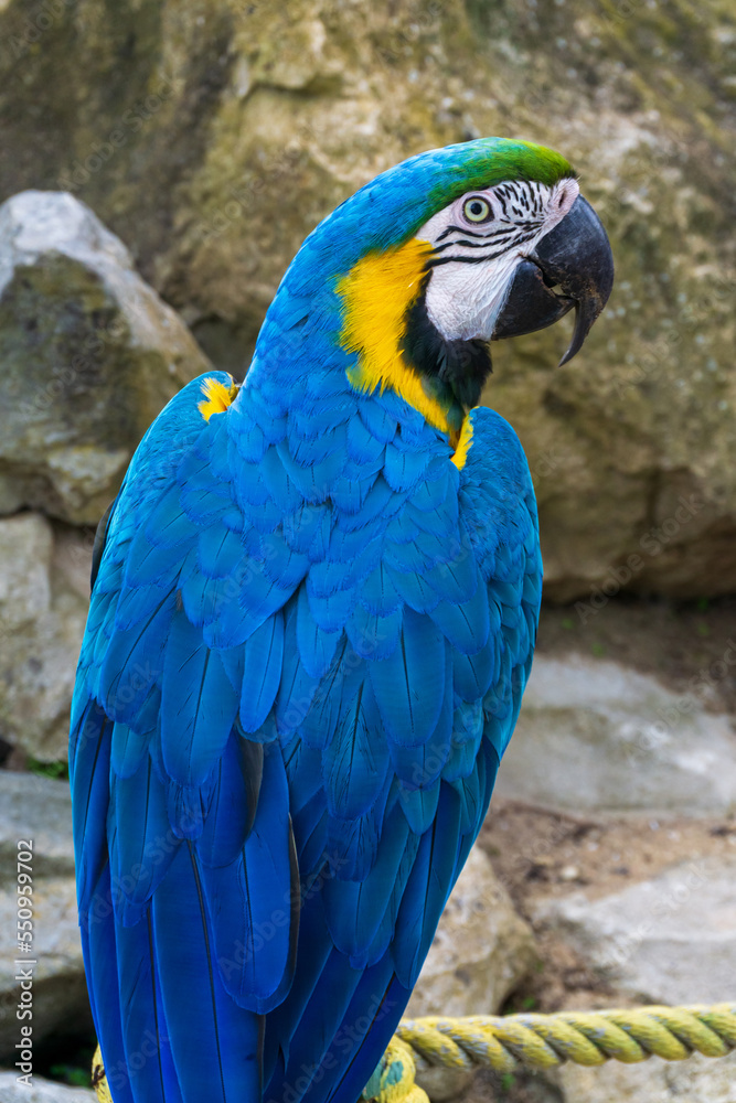 Giant blue macaw parrot in the park Giant blue macaw parrot in the park