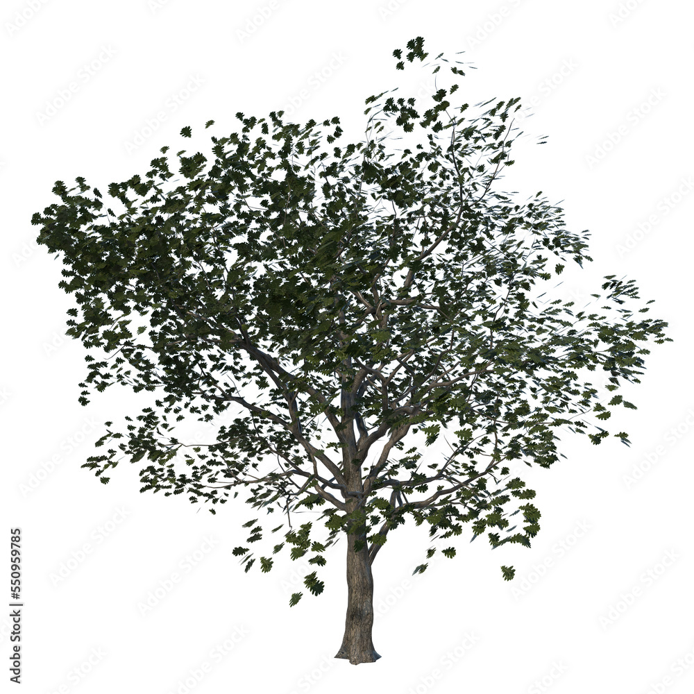 Front view of Plant (Oak Swamp White 1) Tree png Front view of Plant (Oak Swamp White 1) Tree png