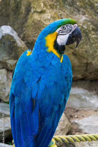 Giant blue macaw parrot in the park