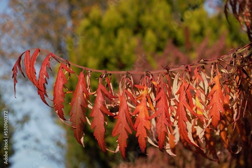 red and yellow leaves