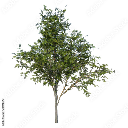 Front view of Plant (Thornless honey locust- 1) Tree png 