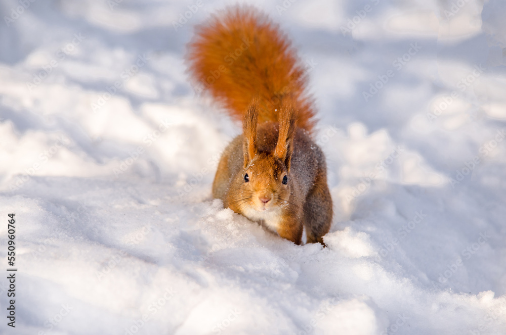 A red squirrel is sitting in the snow