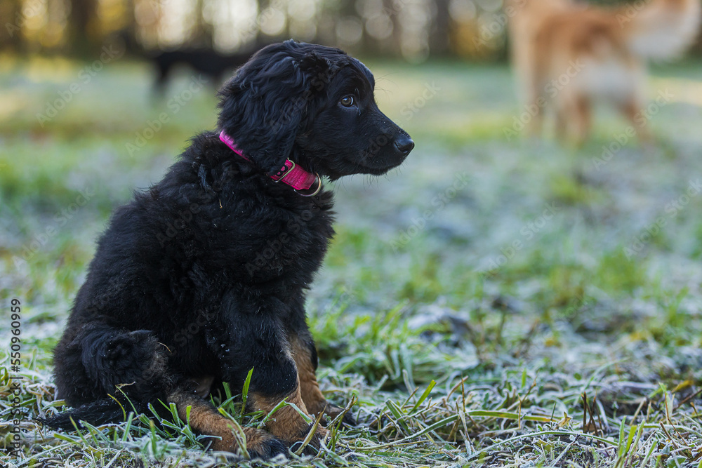 puppy black and gold Hovie dog hovawart in the frozen grass puppy black and gold Hovie dog hovawart in the frozen grass
