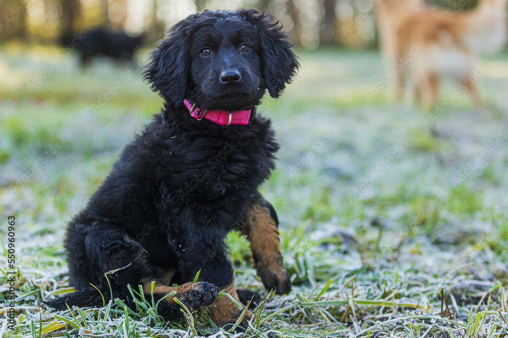 puppy black and gold Hovie dog hovawart beautiful portrait puppy black and gold Hovie dog hovawart beautiful portrait