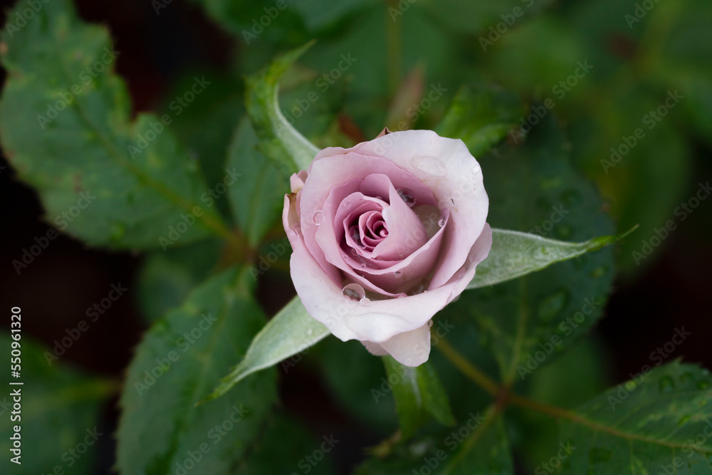 Fresh blossom purple pastel rose on tree green leaf blur background Plant vintage violet rose flower bloom aroma garden gift feelings passion love celebrating valentine day or wedding on select focus.