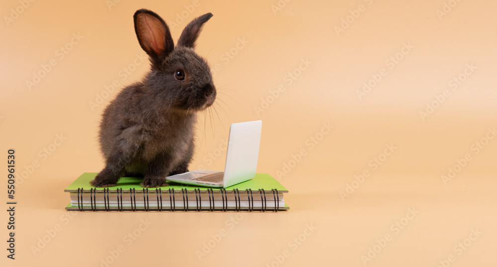 Obraz premium Adorable furry baby rabbit black bunny looking at something with laptop on book while standing over isolated pastel background. Newborn bunny study information online with small pc. Animal education.