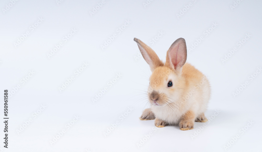 Fototapeta premium Adorable newborn baby rabbit bunnies brown looking at something sitting over isolated white background. Puppy lovely furry brown bunny ears rabbit playful with copy space. Easter bunny animal concept.
