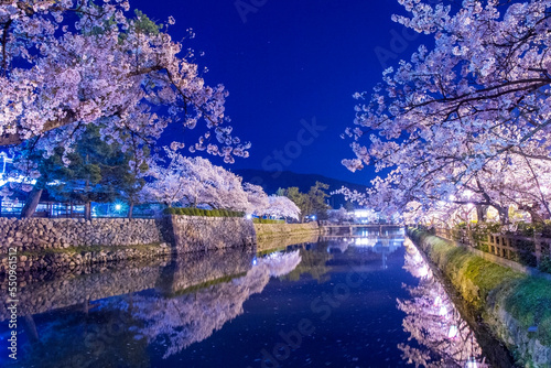 Photos 久松公園の夜桜 鳥取県 久松公園