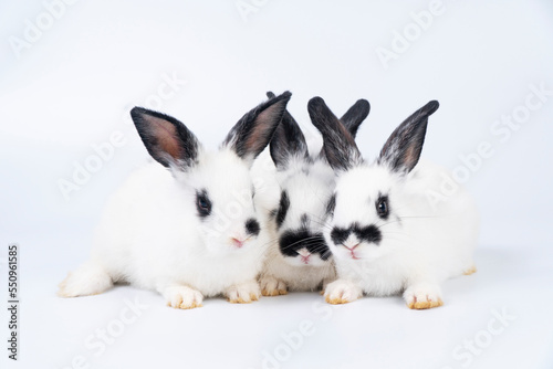 Adorable furry baby bunny rabbits sitting and lying together playful over isolated white background. Three lovely cuddle family rabbits sitting playful together on white. Easter animal family concept.