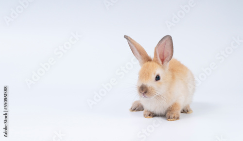 Adorable newborn baby rabbit bunnies brown looking at something sitting over isolated white background. Puppy lovely furry brown bunny ears rabbit playful with copy space. Easter bunny animal concept. © kaew6566