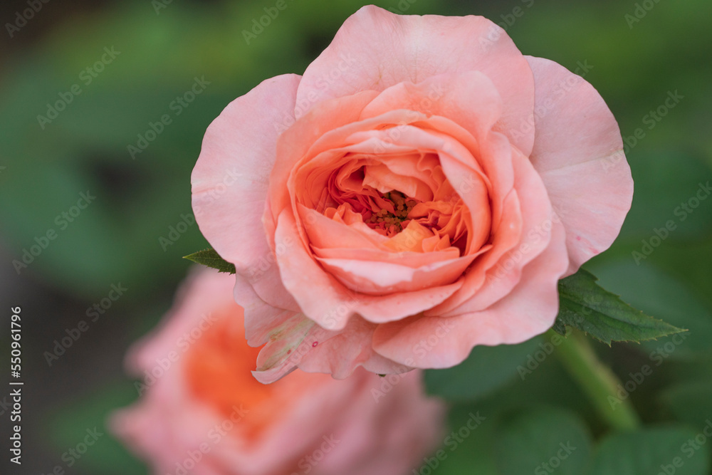 Lovely fresh aroma orange rose London eye in garden morning Bush nature shiny fresh orange blossom rose ornamental on green blur background Freshness charming bright aroma roses valentine.select focus Lovely fresh aroma orange rose London eye in garden morning Bush nature shiny fresh orange blossom rose ornamental on green blur background Freshness charming bright aroma roses valentine.select focus