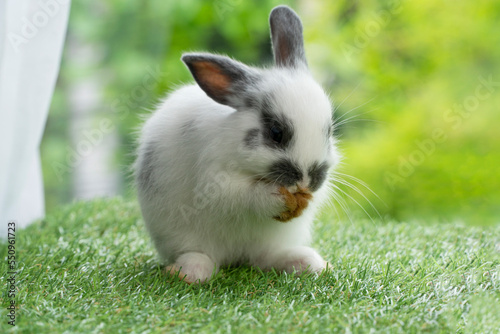 Fluffy little rabbit bunny standing on own leg green grass in spring summer background. Infant dwarf bunny brown white rabbit playful on lawn green natural background. Cute animal furry pet concept.