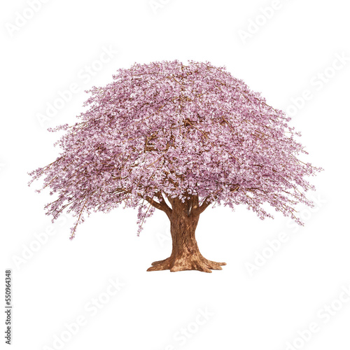 cherry blossom, SAKURA tree isolated on white background