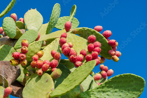 Prickly pears with red fruits and blue sky in background