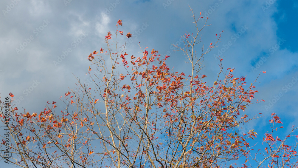 Hojas rojas en ramas desnudas de arboles en otoño Hojas rojas en ramas desnudas de arboles en otoño
