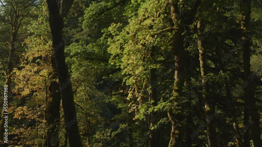 Panning shot of trees in dense green forest / Packwood, Washington, United States Panning shot of trees in dense green forest / Packwood, Washington, United States