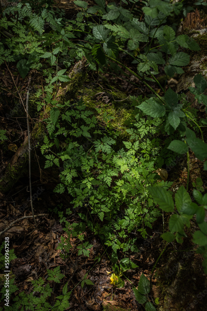 Green leaves of Geranium robertianum, Roberts geranium, a common species of cranesbill, in Washington State